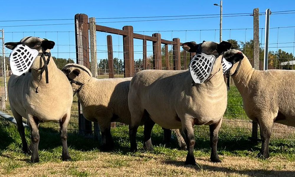 Bozales para ovinos, innovación tecnológica creada en Uruguay.