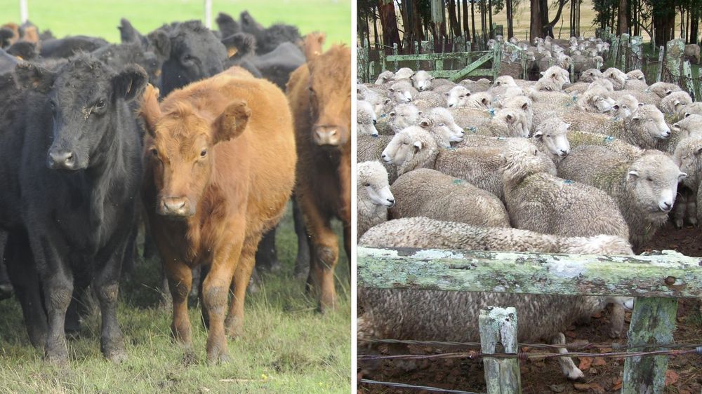 Frigoríficos: análisis del INAC señala que se incrementó la faena de bovinos y disminuyó la de ovinos.