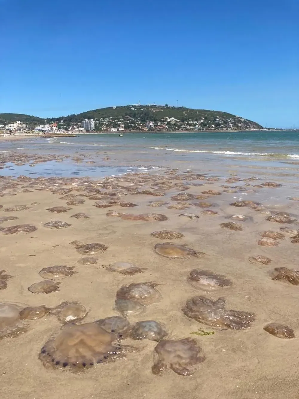 Así estaba la playa de Piriápolis, frente al Argentino Hotel, este lunes 9 de enero