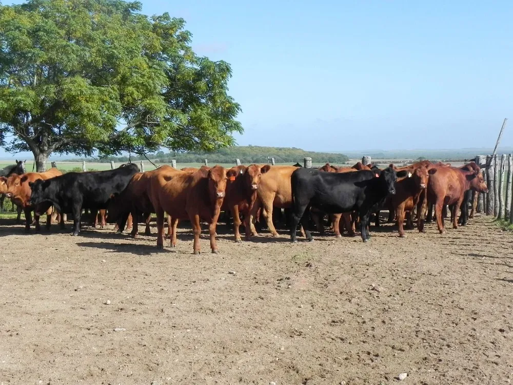 Producción ganadera en campos de Uruguay.