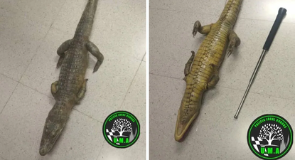 El cocodrilo encontrado por la Policía Local en el río Vena.&nbsp;