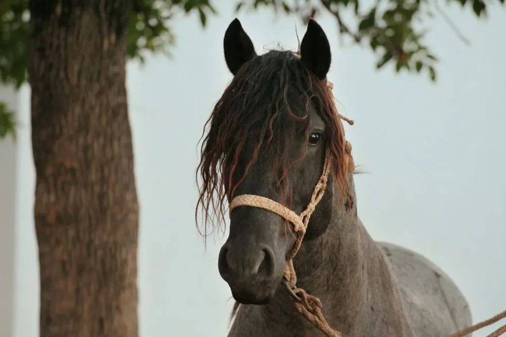 El remate se titula Criollos para Ganar.