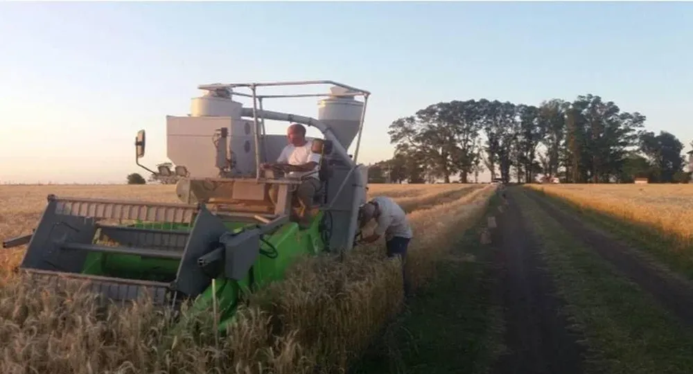 Cosecha en parcelas con ensayos de uso de Miravis Triple Pack.