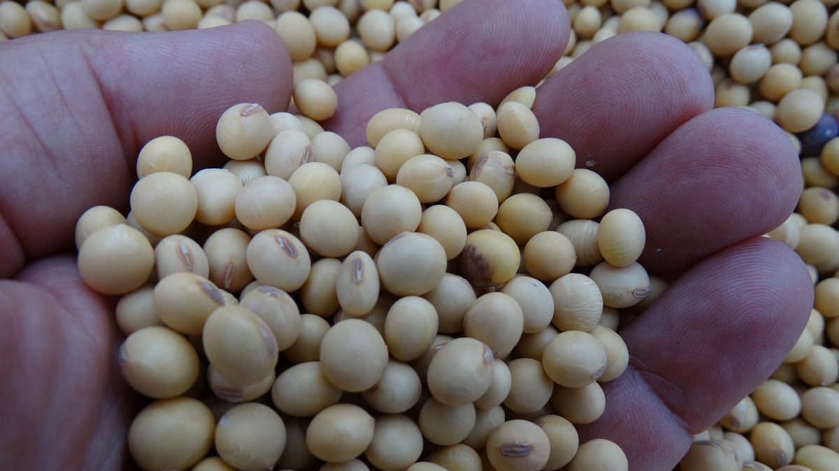 Desde el MGAP se instó a extremar los cuidados y evitar contaminación en granos de soja con destino en China