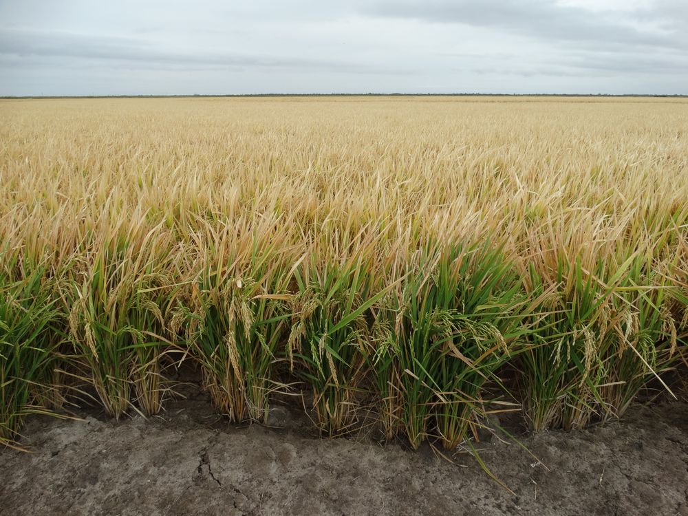 Parlamento: proyecto de ley busca rendirle tributo al vínculo de Lascano con el arroz.