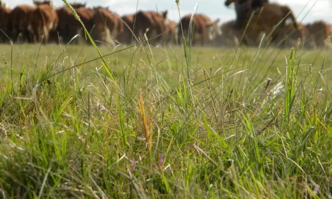 La tasa de crecimiento de las pasturas es la más elevada de los últimos 17 años