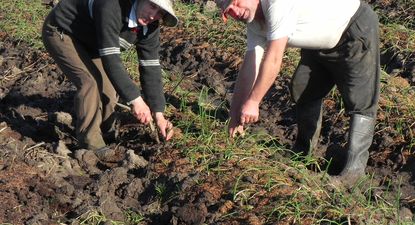 El Registro Nacional Frutihortícola es para productores con actividad frutícola, hortícola y de floricultura.