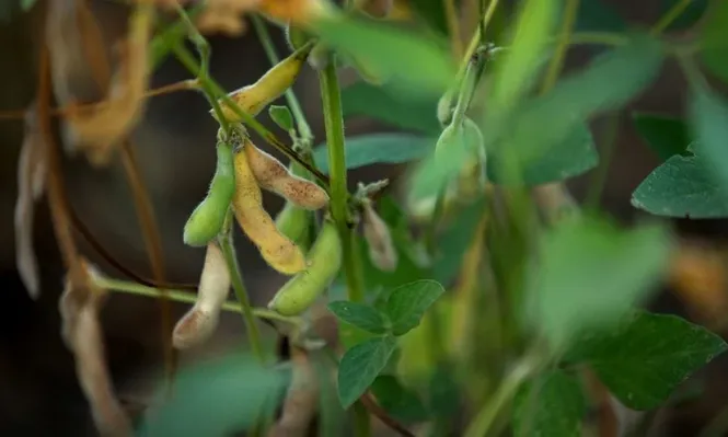 La caída de precios no perdonó a la soja, la estrella de la producción agrícola
