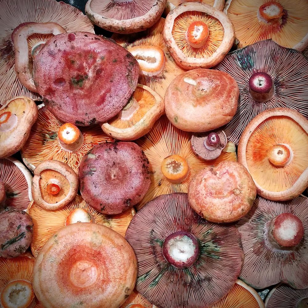 Robellón, el hongo más preciado por los catalanes.&nbsp;