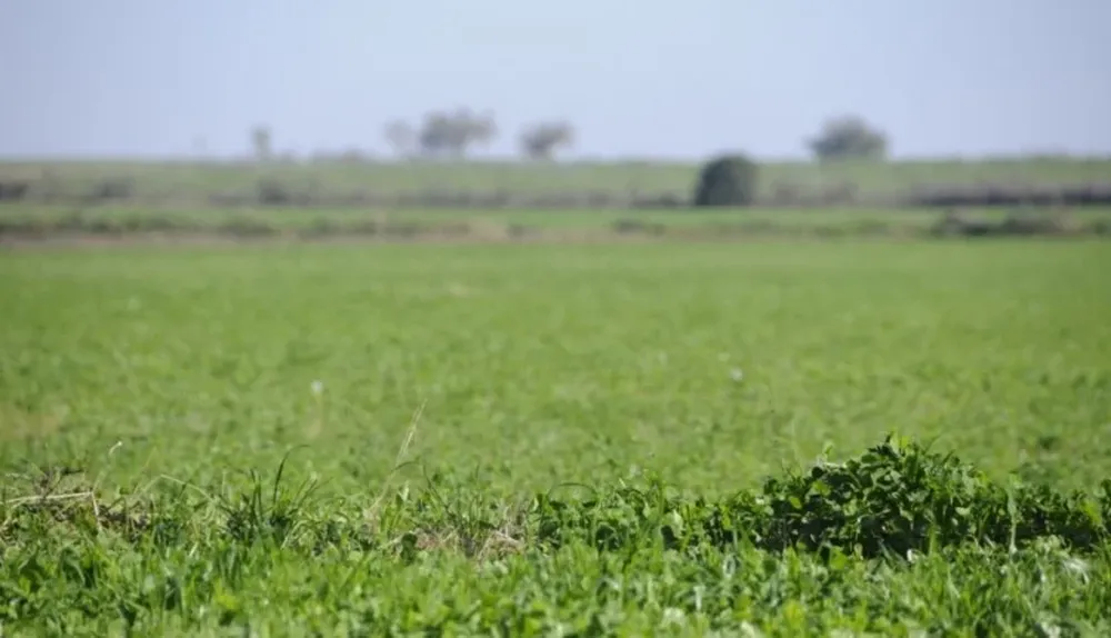 La dirigencia rural aguarda el proyecto de aplicación del Impuesto de Primaria para opinar. en forma definitiva