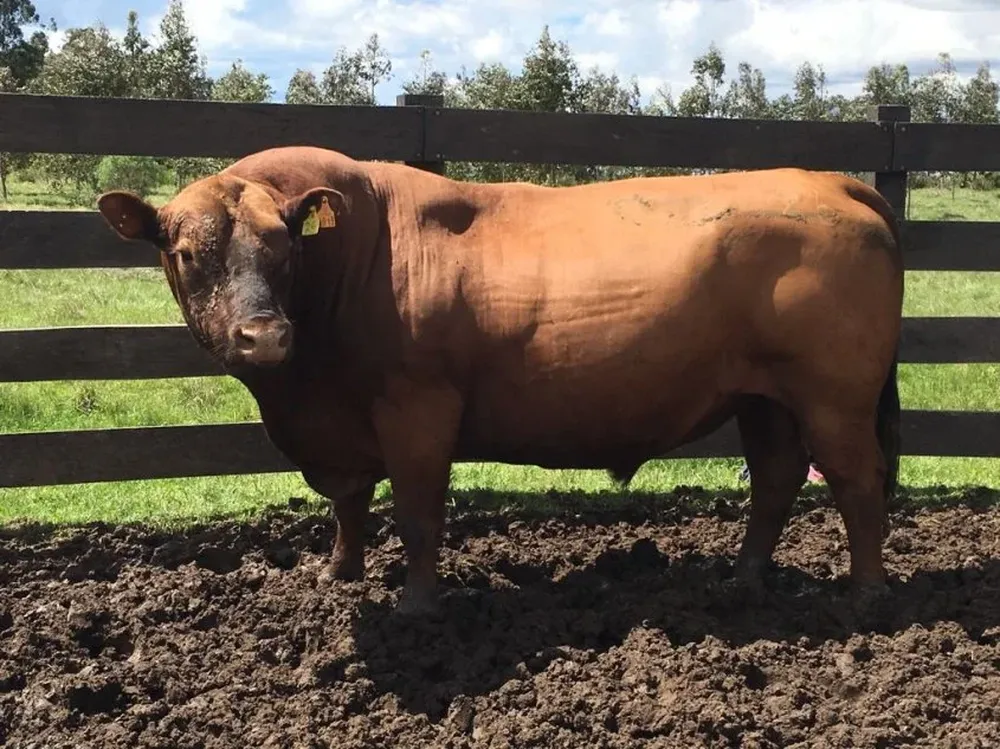 El remate se desarrollará en el kilómetro 35 de la ruta 9, en Durazno