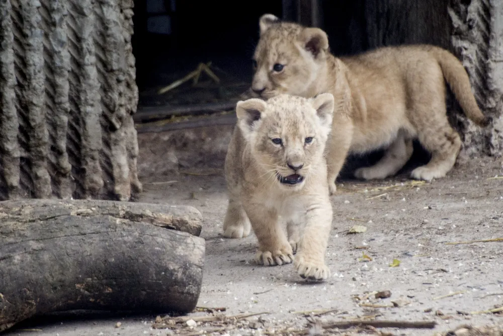 Cachorros de león en el zoológico de Copenhague, Dinamarca