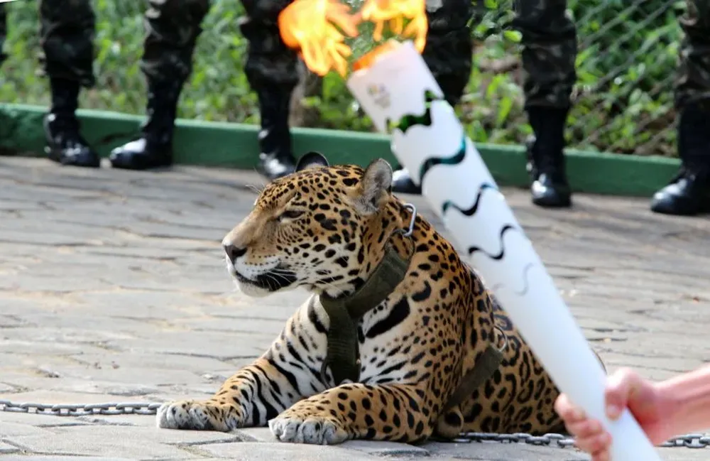El jaguar, que representaba la Amazonia en la ceremonia, vivía en un zoológico local.