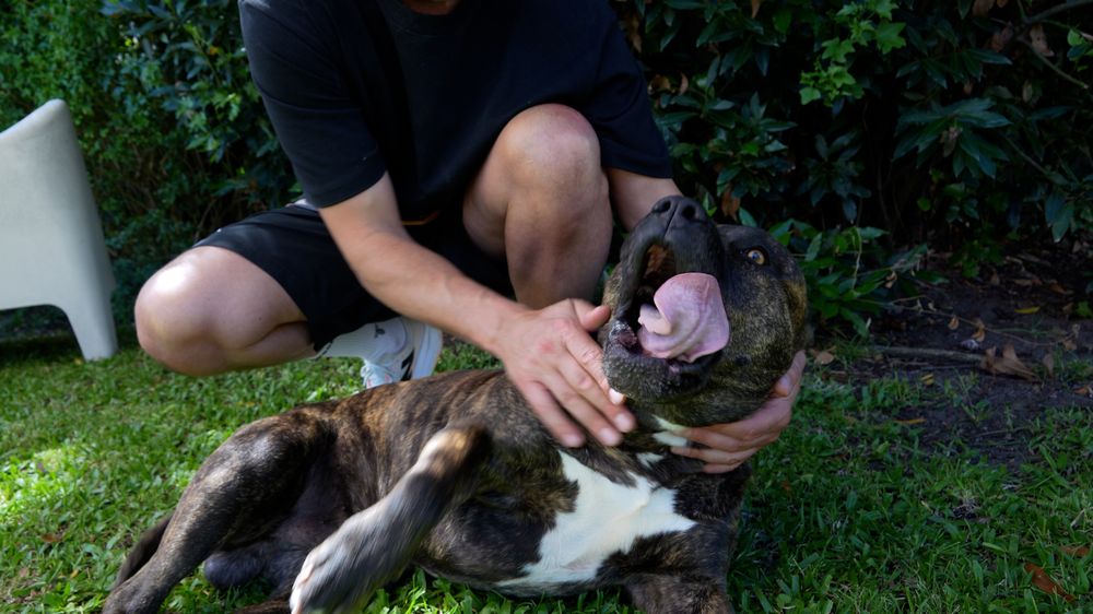 Fernando Martínez jugando con su perro