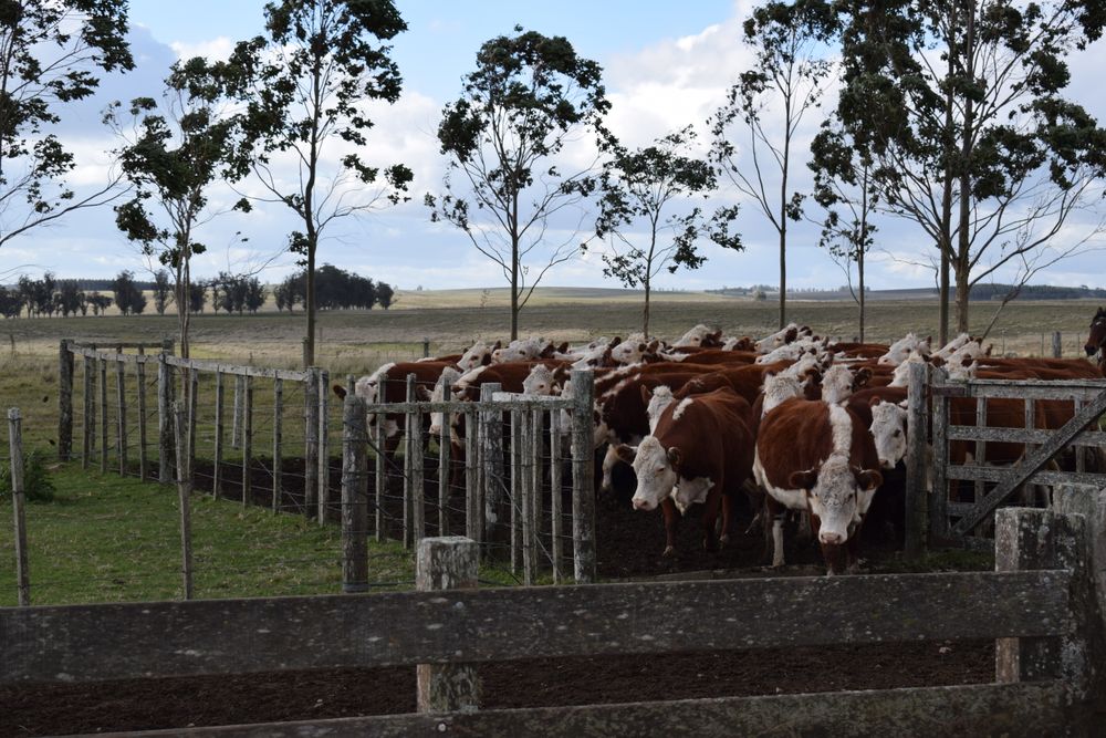 Ganado gordo: tras un precio en niveles récord, una caída esperada, pero no brusca como en otros ejercicios.