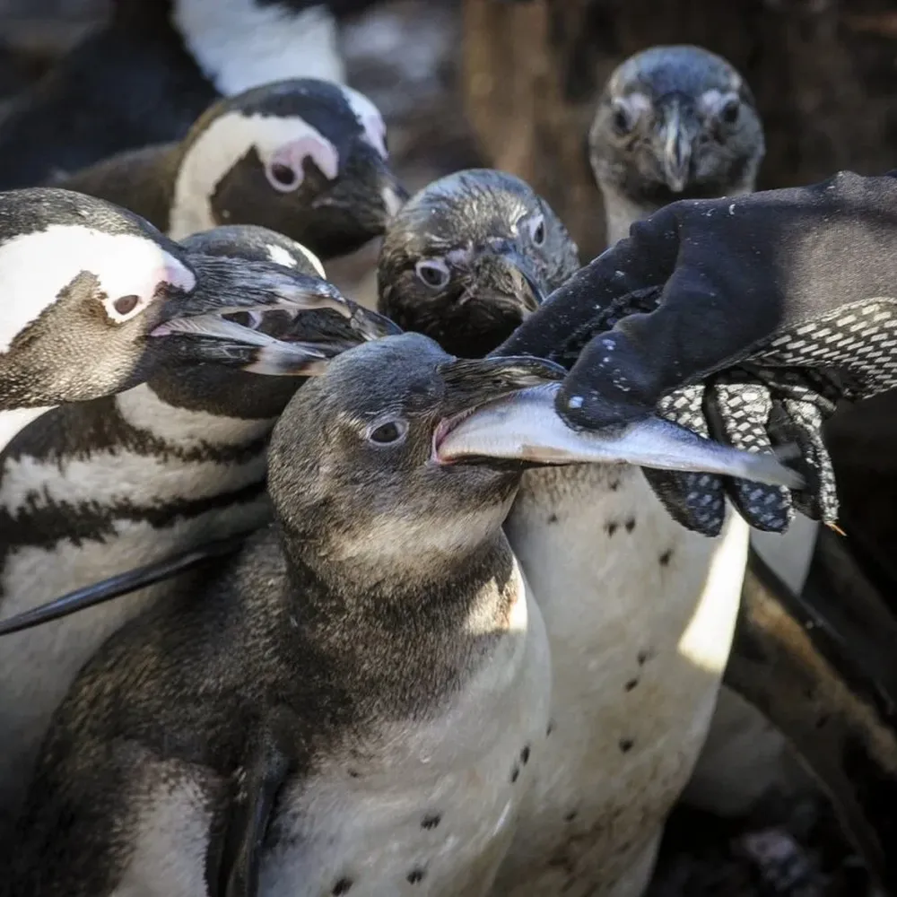 Pingüinos comen pescado en un zoológico en Hungría