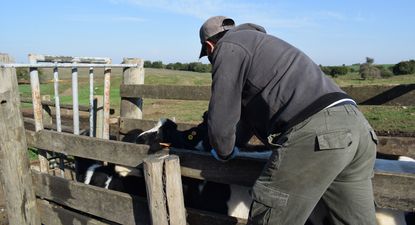MGAP: se anunciaron detalles de una de las gestiones sanitarias más relevantes en el calendario anual.