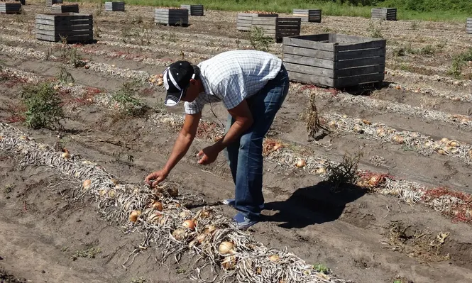 Producción de cebolla, en un campo de Canelones.
