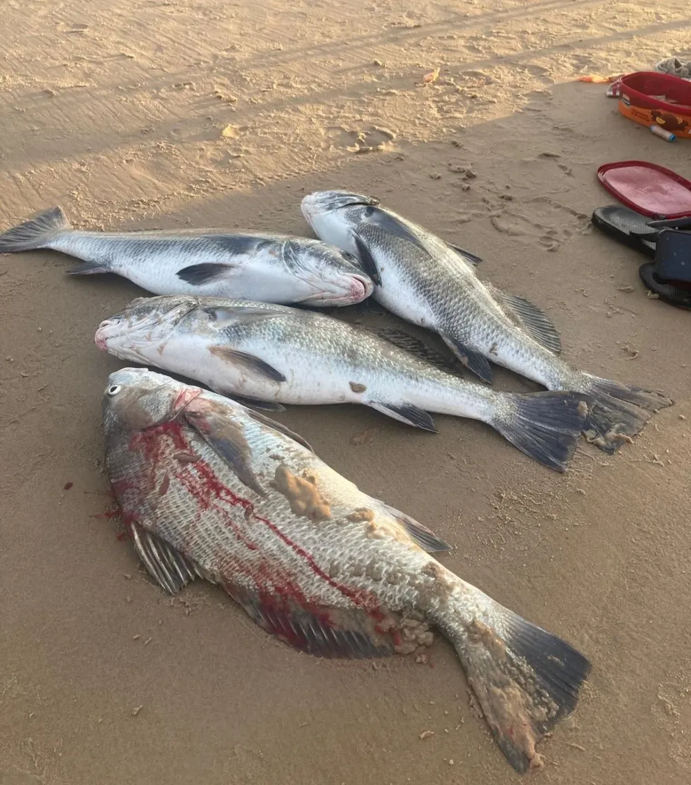 agua salada provoca pesca inauditaagua salada provoca pesca inaudita  