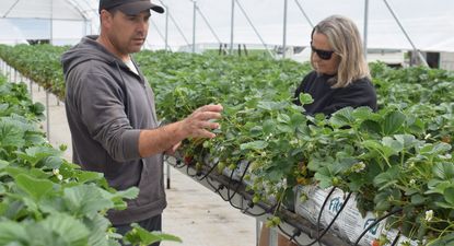 Frutillas hidropónicas: un lindo sueño cumplido para Ana Laura, Víctor, sus familias y quienes los apoyaron.