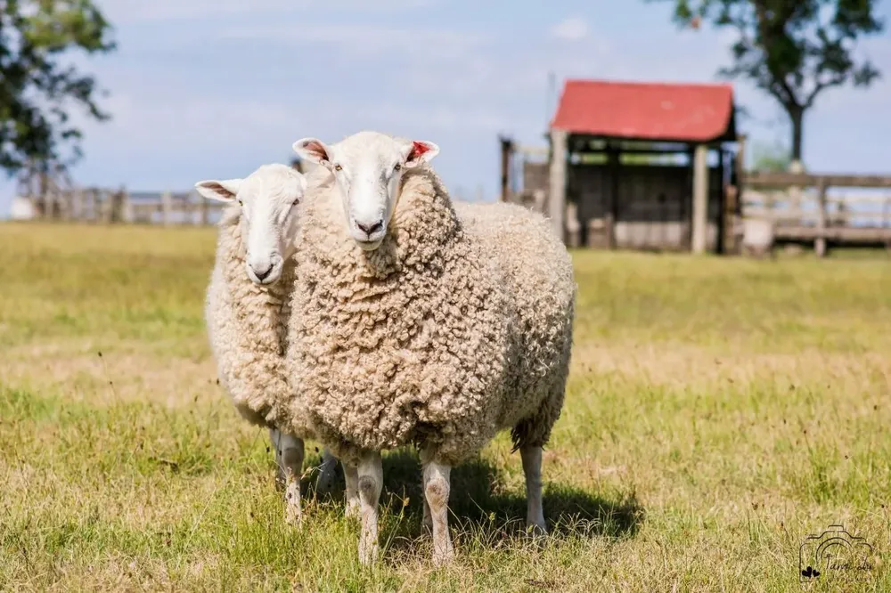 Precios de la lana y de la carne ovina en un momento positivo con relación a los de los últimos tiempos.