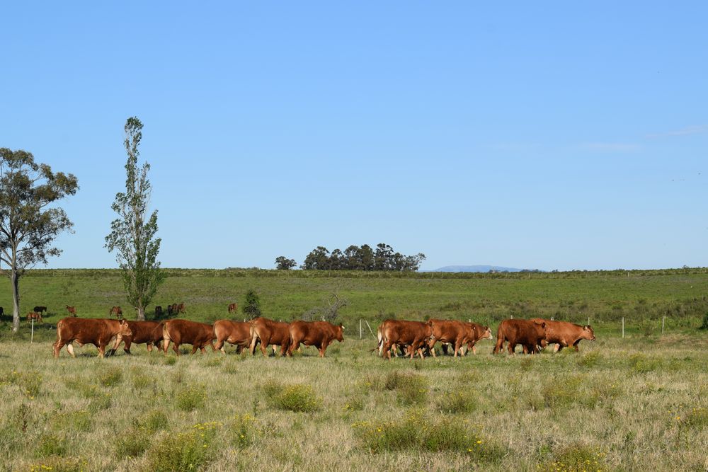 CNFR difudió recomendaciones para el manejo ganadero en esta primavera.