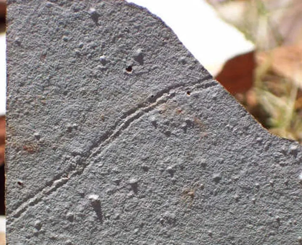 Los trazas o surcos pertenecen a una especie de gusano de un centímetro de largo que se desplazaba por el fondo el océano