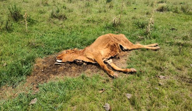 Vacas muertas en uno de los campos donde República Ganadera tiene ganado
