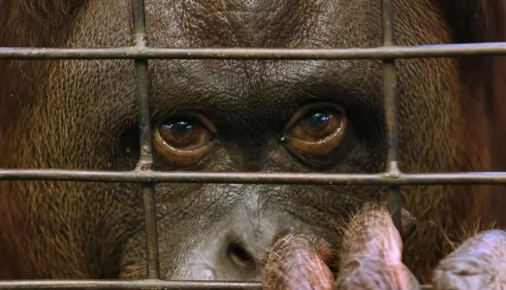 Tailandia. Atracciones de animales en auge.