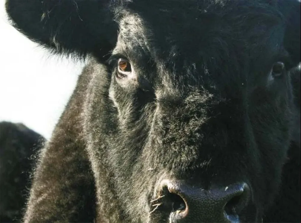 El remate se hará a la hora 15.