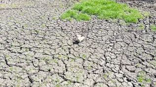 Sequía en Canelones (Archivo)
