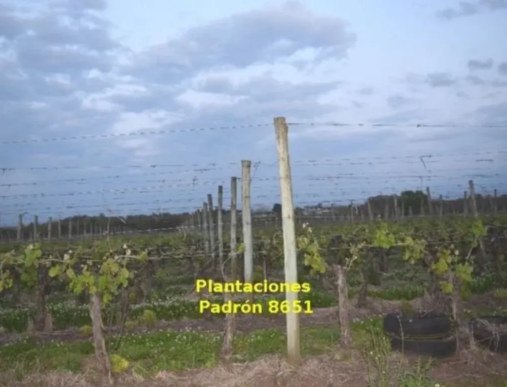 Ambos campos tienen un alto índice de productividad