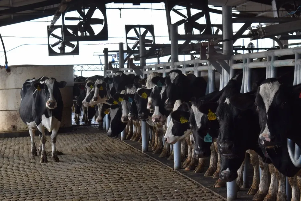 Varios cambios positivos se han ido dando para los sistemas productivos de leche, pero persisten algunos problemas.