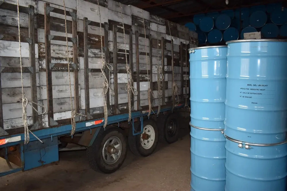 La exportación mejoró desde el año pasado y hay colocaciones fluidas y a buenos valores.