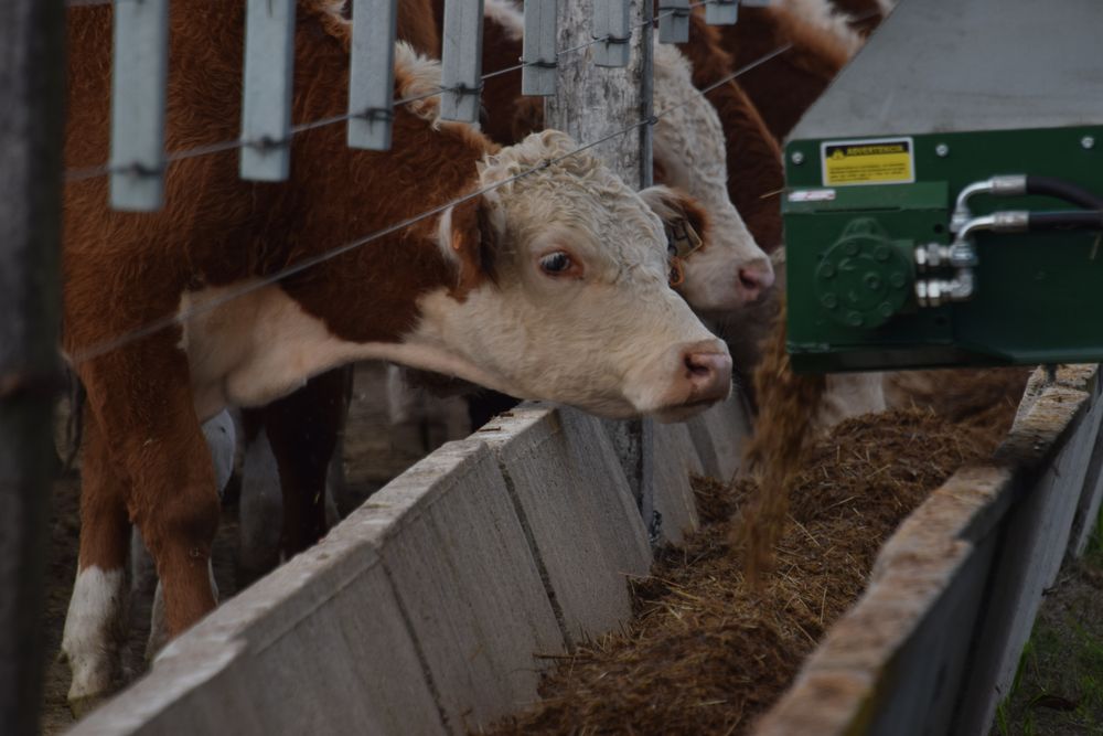 Concentración de vacunos para ser exportados vivos.