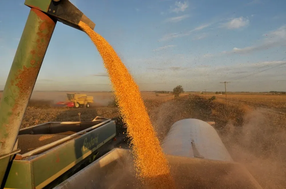 Crece la producción de maíz