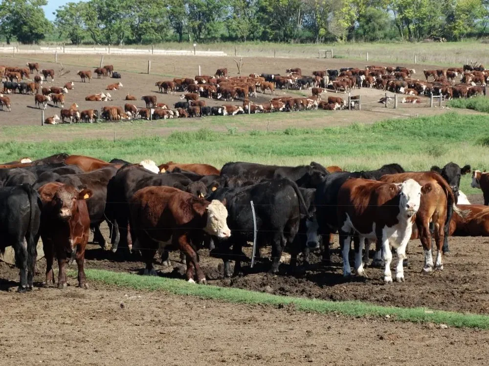 Uno de los corrales de terminación hacienda de la empresa ADP.