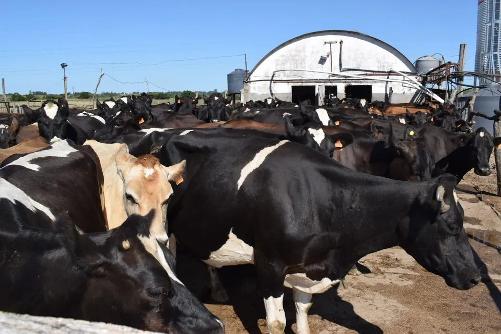 Hay varias preocupaciones en los tambos.