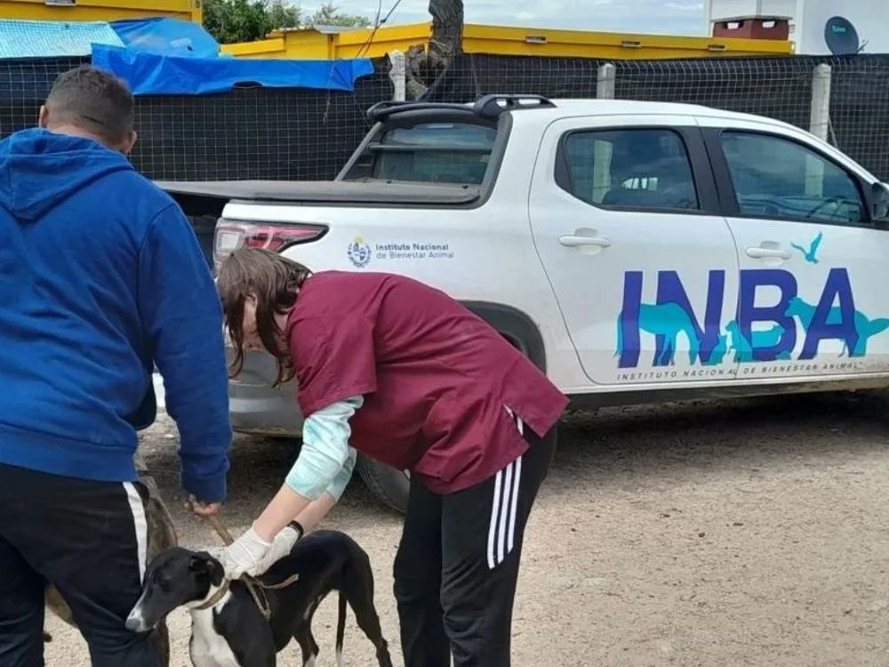 INBA: cuestionamientos de las protectoras a los cambios solicitados por el Poder Ejecutivo.