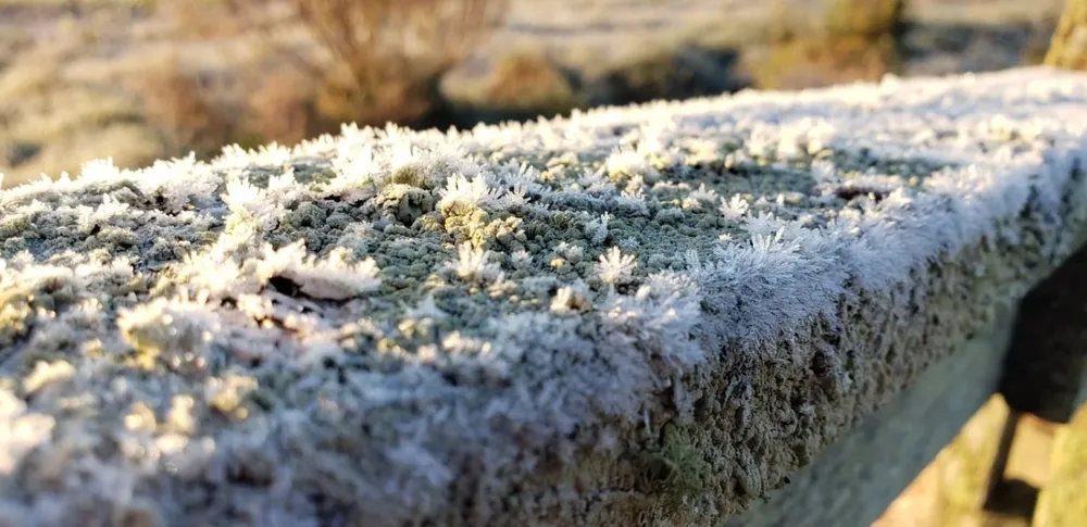 Helada en el campo
