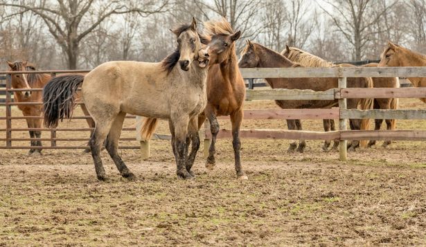 Uruguay posee solo tres complejos industriales donde hay faena de caballos para producir carne y exportarla.