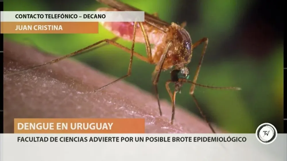 El decano de la Facultad de Ciencias, Juan Cristina, dijo en El Observador TV que existe la probabilidad de un brote epidémico de dengue, tras el primer caso autóctono en Pocitos.Eso se debe a que enfermedades como esta no suelen ser de un único caso, dijo Cristina, en una charla con Gastón Solé.El dengue como enfermedad puede ser grave dependiendo de la persona, no es lo mismo un niño pequeño que un adulto, dijo Cristina.La enfermedad es más grave aún en el caso del dengue hemorrágico, la manifestación más severa.