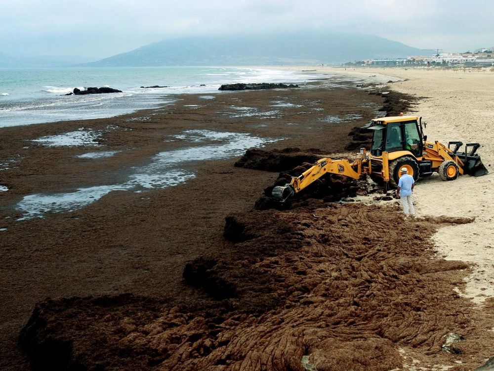 Tractores intentando sacar el alga en Tarifa. (EFE)