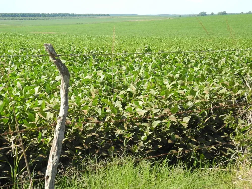 La agricultura sigue pagando las mejores rentas