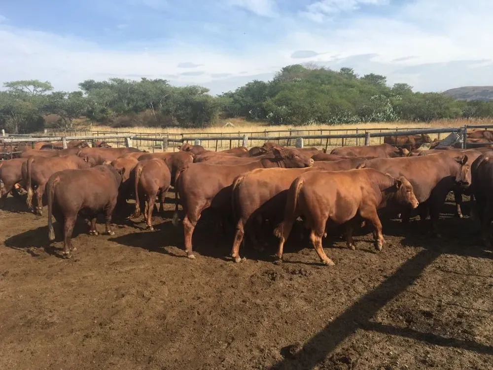 Las escasas precipitaciones y temperaturas altas afectan no solo al crecimiento y calidad de las pasturas, sino también las fuentes de agua para abrevadero, afectando el confort de los animales.