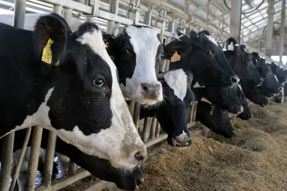 La lechería busca cómo mejorar la producción.