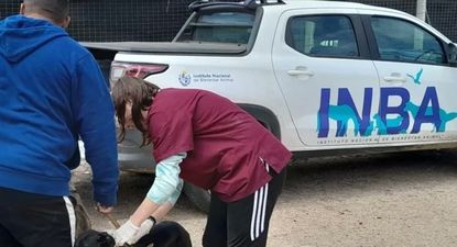 INBA: cuestionamientos de las protectoras a los cambios solicitados por el Poder Ejecutivo.
