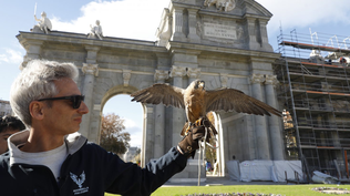 Dos águilas y un halcón protegerán la Puerta de Alcalá desde el 1 de mayo.