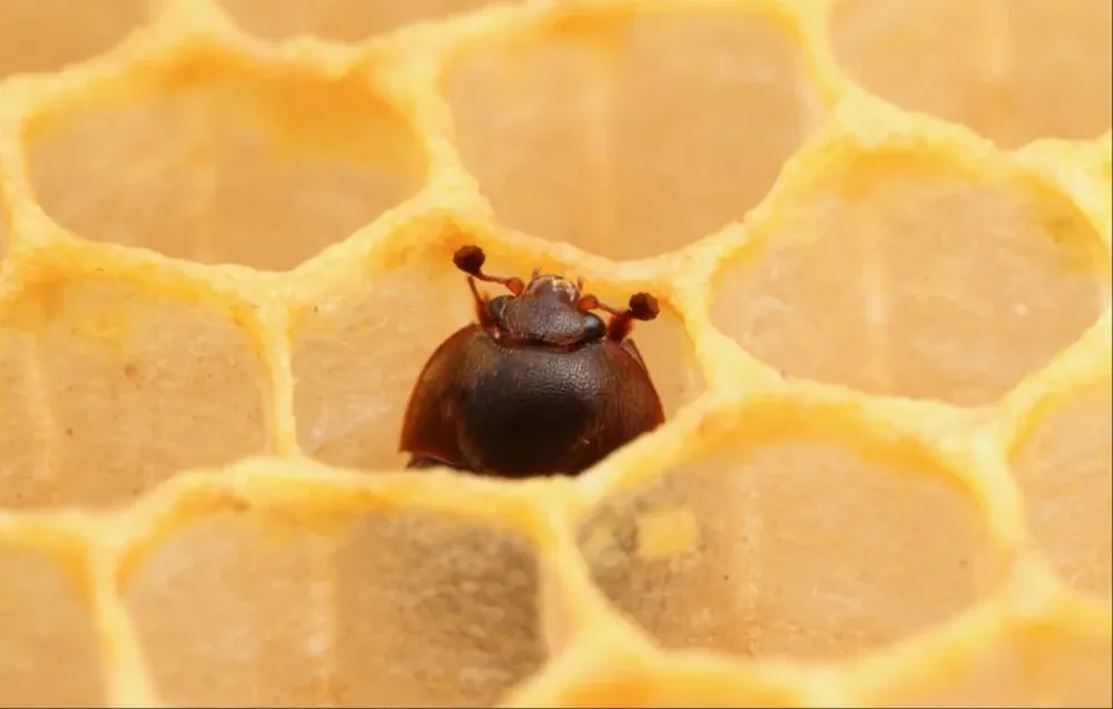 El insecto Aethina tumida.