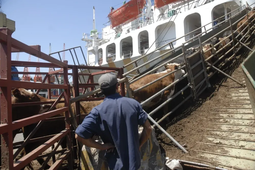Vacunos en pie en un embarque en el puerto de Montevideo.